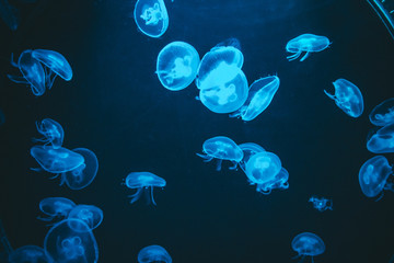 Obraz na płótnie Canvas Poisonous jellyfish in the Barcelona aquarium illuminated by a blue light, Aurelia aurita
