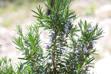 Fototapeta premium Rosemary blossoming in garden