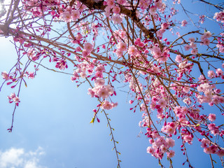 【静岡県伊豆市】満開の桜【修善寺】