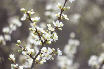 blooming cherry tree in spring