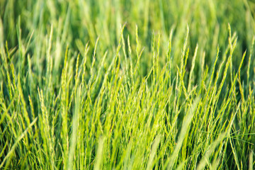 green grass
