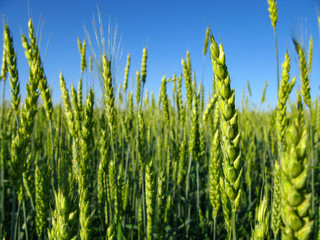 Obraz premium field of wheat