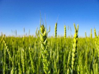Obraz premium field of wheat and blue sky