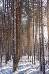 Morning in a pine forest