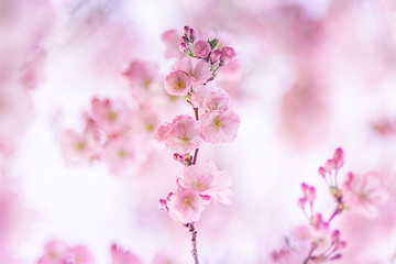 Zierkirsche, Blüten, romantisch, Hintergrund