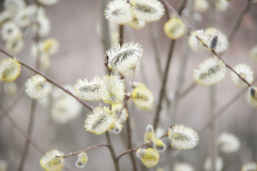 Branch and willow