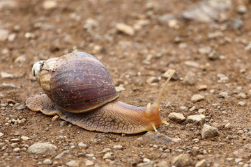 Achatschnecke / Achatina Snail / Achatina immaculata.