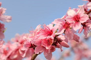 Peach Blossom - Spring of Japan -