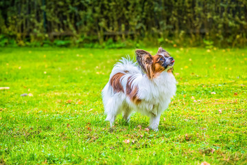 Portrait of a papillon purebreed dog