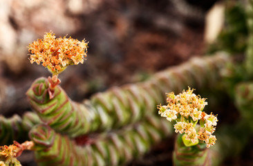 Flowers of crassula plant