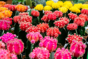 Pink and red Gymnocalycium cactus flowers. Indoor ornamental plant. Limited depth of field.