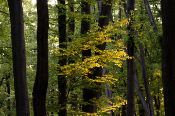 trees in the forest