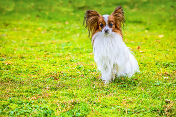 Portrait of a papillon purebreed dog