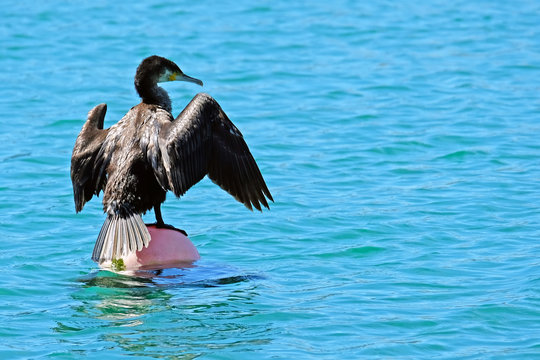 Cormarant in the ocean in Portugal