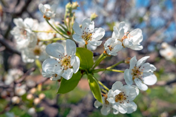 Cherry blossom in springtime in Portugal