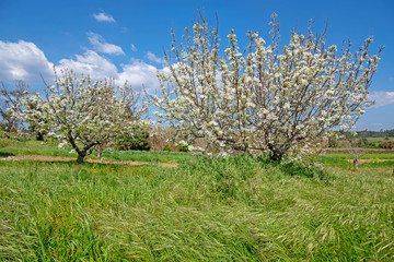 Obraz na płótnie Canvas Blossoming cherry trees in the countryside from Portugal