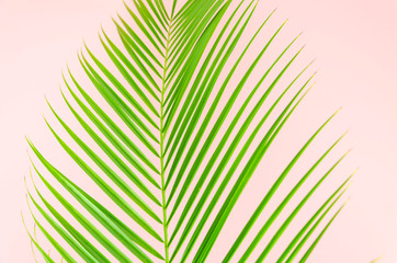 Flat lay leaf of palm branch closeup on pink background
