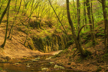 Fototapeta na wymiar Flowing stream in the green spring forest