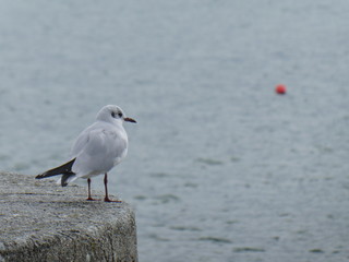 Mouette solitaire .