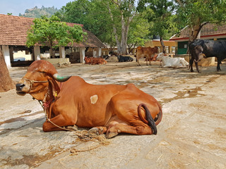 Cows in the Ramana Maharshi ashram in Tiruvanamalai India