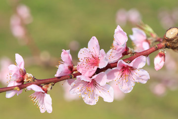 Peach Blossom - Spring of Japan -