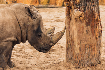 Obraz premium Rhino rubs his horn on a tree trunk