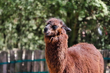 Portrait of  domesticated Alpaca (Vicugna pacos) species of South American camelid © veroja