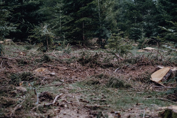 Wald-abgeholzt