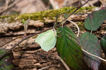 Common Brimstone Butterfly on Leaf in Springtime