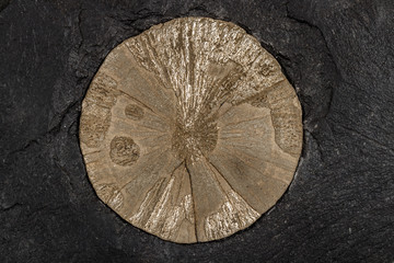 Macro stone Pyrite mineral in rock on a white background