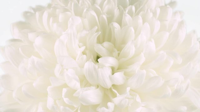 White big flower on isolated background, macro shot zoom