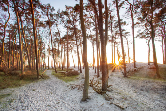 Kifernwald an der Ostsee, Fischland-Dar&szlig;-Zingst, Stockfoto