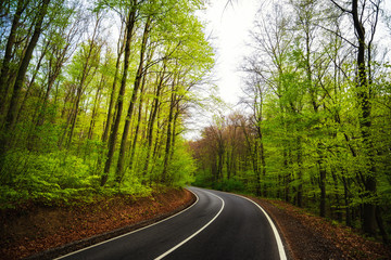 Obraz premium Krzywa drogi asfaltowej w zielonym lesie