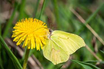Common Brimstone Butterfly on Dandelion Flower in Springtime