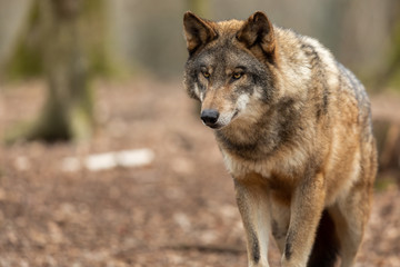 Grey wolf in the forest © AB Photography