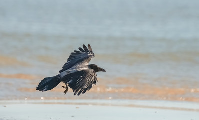 Fliegende Krähe am Strand