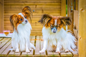 Portrait of a papillon purebreed dogs