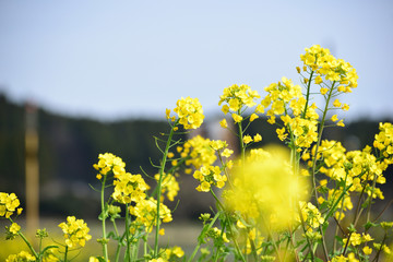 菜の花