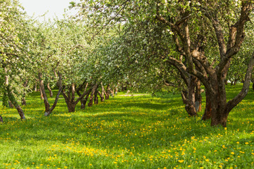 Garden of fruit trees in the spring in Kolomenskoye,Moscow,Russia. The picturesque garden. Beautiful Park. A bright Sunny day. The trees in the forest