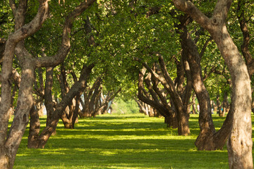 Garden of fruit trees in the spring in Kolomenskoye,Moscow,Russia. The picturesque garden. Beautiful Park. A bright Sunny day. The trees in the forest