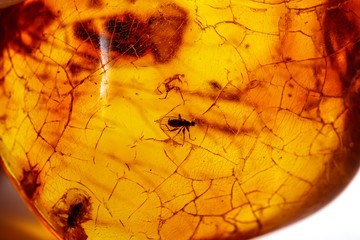 Macro stone mineral amber with insects, flies and beetles on a white background close up