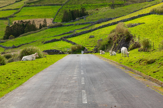 Hill of farm fields and cows in the Corvo island in Azores, Portugal.