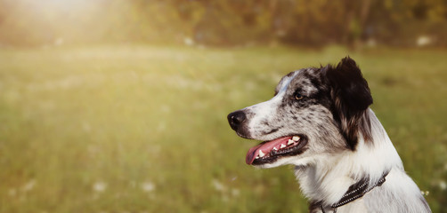 BANNER BORDER COLLIE SCOTTISH  DOG LOOKING SIDE IN GREEN GRASS. CLOSE-UP PORTRAIT WITH SUNSETLIGHT.