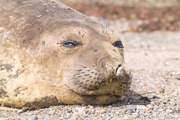 Elephant seal on beach close up, Patagonia, Argentina