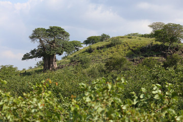 Affenbrotbaum / Baobab / Adansonia Digitata