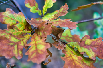 Autumn oak leaves on a tree
