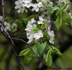 Flowering fruit berry trees. Spring.