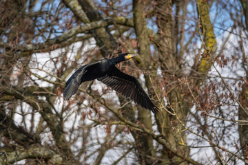 Great Black Cormorant in Flight in Winter