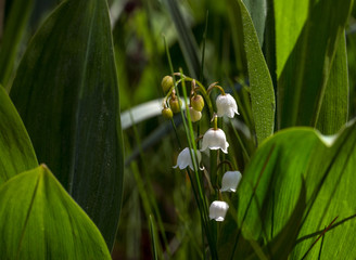 Lilies of the valley. Herb with fragrant white bells flowers. Spring.