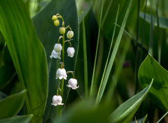 Lilies of the valley. Herb with fragrant white bells flowers. Spring.